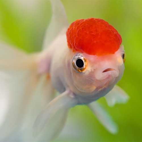 Oranda Lion Head Red Cap (Red Head) 6-8 cm -...