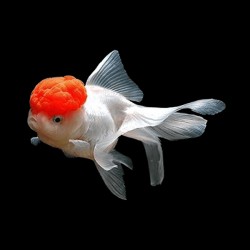 Oranda Testa di Leone Red Cap (Testa Rossa) 6-8 cm - Carassius Auratus - Pesce Rosso