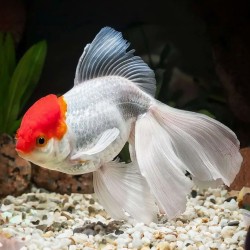 Oranda Lion Head Red Cap (Red Head) 6-8 cm - Carassius Auratus - Red Fish