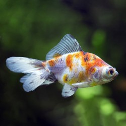 Oranda Calico 8-10 cm - Orilamma Calico - Carassius Auratus - Poisson rouge