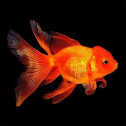 Oranda Testa di Leone Rosso 6-7 cm - Red Oranda - Carassius Auratus - Pesce Rosso