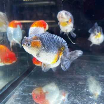 Ranchu Oranda