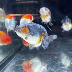 Oranda Ranchu Kirin 9-10 cm – Carassius Auratus - Pesce Rosso