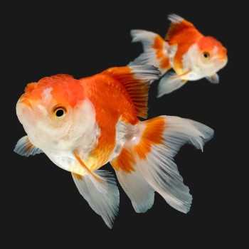 Oranda Biano Rosso 6-7 cm - Carassius Auratus - Pesce Rosso