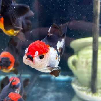 Oranda Jelly Head Mix Head of Leo 8-9 cm