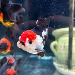 Oranda Lion Head Tricolor-Panda 9-10 cm - Carassius Auratus - Red Fish