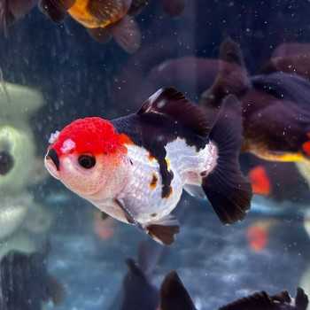Oranda Testa di Leone Tricolor-Panda 9-10 cm - Carassius... 2