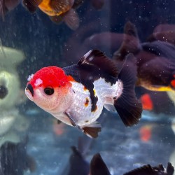 Oranda Lion Head Tricolor-Panda 9-10 cm - Carassius Auratus - Red Fish