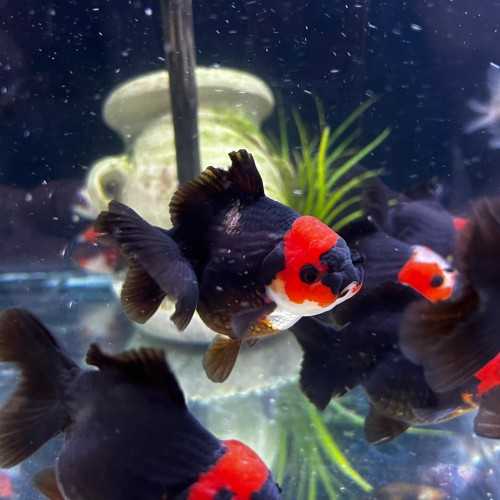 Oranda Lion Head Tricolor-Panda 9-10 cm -...