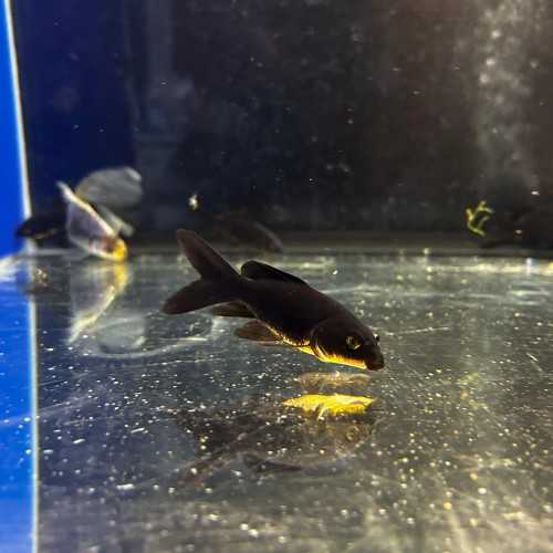 Oranda Comet Black 6-7cm - Black Fish Black
