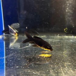 Pesce Carpato Cometa Nero 6-7 cm - Pesce Rosso di colore nero