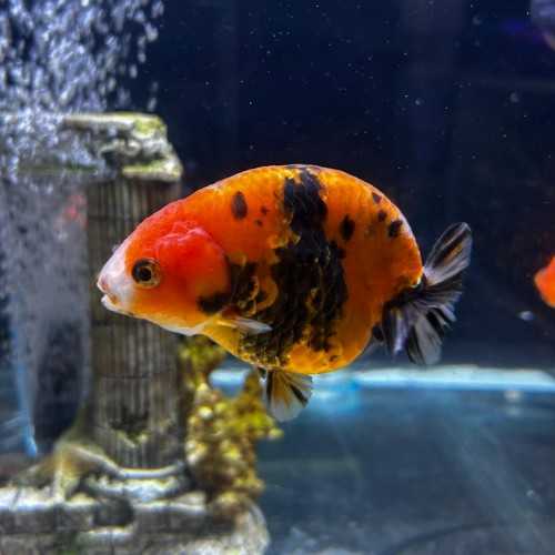 Oranda Ranchu Calico/Red Tiger 9-10 cm -...