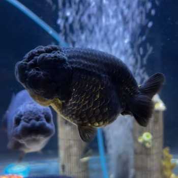Oranda Ranchu Noir 9-10 cm - Carassius Auratus - Poisson...