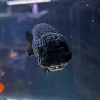 Oranda Ranchu Black 9-10 cm - Carassius Auratus - Pesce... 2