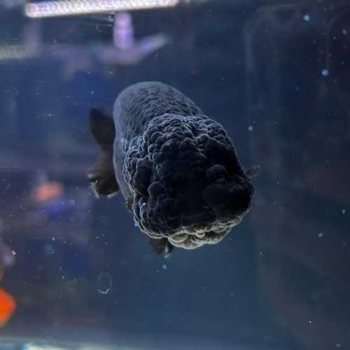 Oranda Ranchu Noir 9-10 cm - Carassius Auratus...