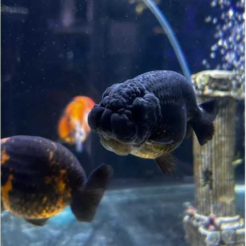 Oranda Ranchu Noir 9-10 cm - Carassius Auratus...