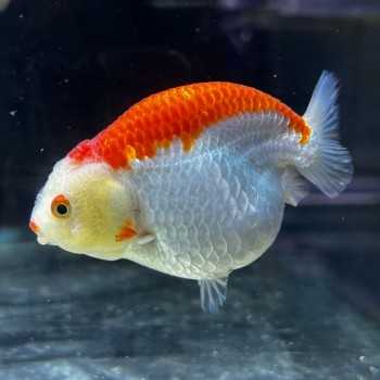 Oranda Ranchu Rosso Bianco 9-10 cm - Carassius auratus -...