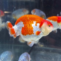 Oranda Ranchu Rosso Bianco 9-10 cm - Carassius auratus - Pesce Rosso