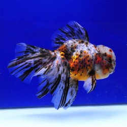 Oranda Lion Head Calico 7-10cm - Carassius Auratus - Red Fish
