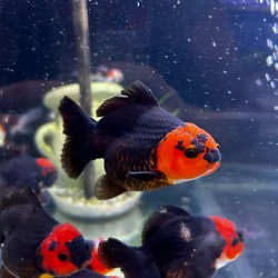 Oranda Lion Head Tricolor-Panda 9-10 cm - Carassius Auratus - Red Fish
