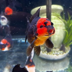 Oranda Lion Head Tricolor-Panda 9-10 cm - Carassius Auratus - Red Fish