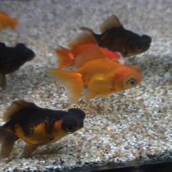 Oranda Telescope Butterfly Mix 5-6 cm - Carassius Auratus - Ornamental red fish of variable coloring