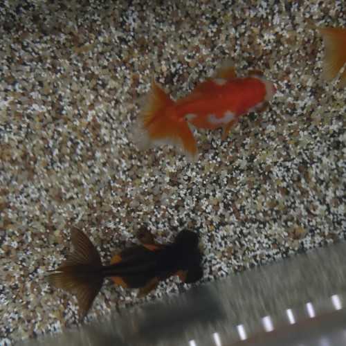 Oranda Telescopo Butterfly MIX 5-6 cm -...