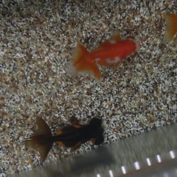 Oranda Telescope Butterfly Mix 5-6 cm - Carassius Auratus - Ornamental red fish of variable coloring