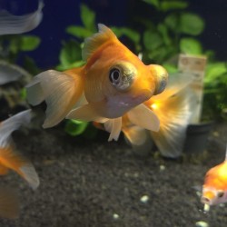 Oranda Telescope Butterfly Mix 8-10 cm - Carassius Auratus - Ornamental red fish of variable coloring