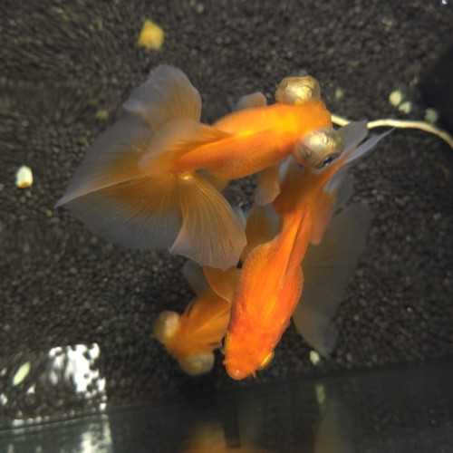 copy of Butterfly mix Oranda