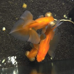 Oranda Telescope Butterfly Mix 8-10 cm - Carassius Auratus - Ornamental red fish of variable coloring