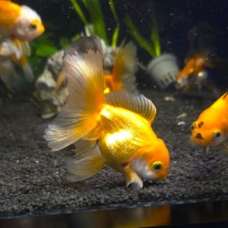 Oranda Lion Head Mix 9-10 cm - Carassius Auratus - Ornamental Red Fish Variable Coloring