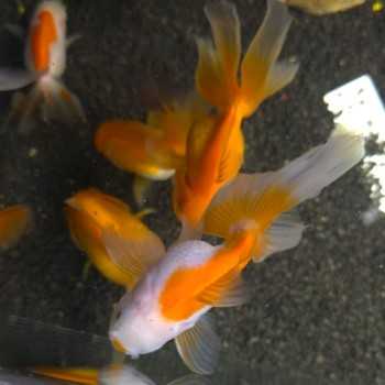 Oranda Testa di Leone MIX 9-10 cm - Carassius Auratus -... 2