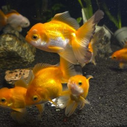 Oranda Lion Head Mélanger 9-10 cm - Carassius Auratus - Coloriage variable de poisson rouge ornemental