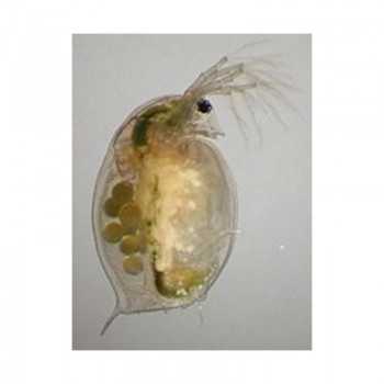 copy of Daphnia 90ml live food for fish Live Food 2