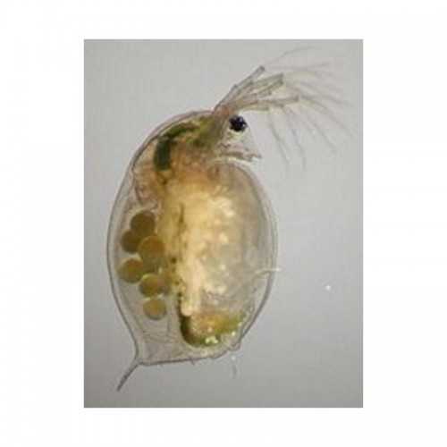 Daphnia 90ml de nourriture en direct pour les...