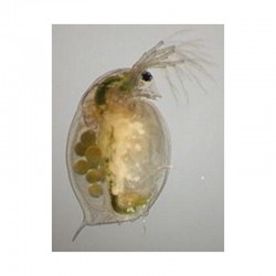 Daphnia 90ml cibo vivo per pesci Live Food