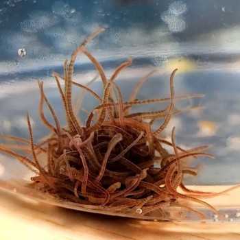 California Blackworms 90ml live food for live food fish