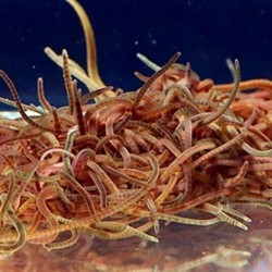 California Blackworms 90ml live food for live food fish