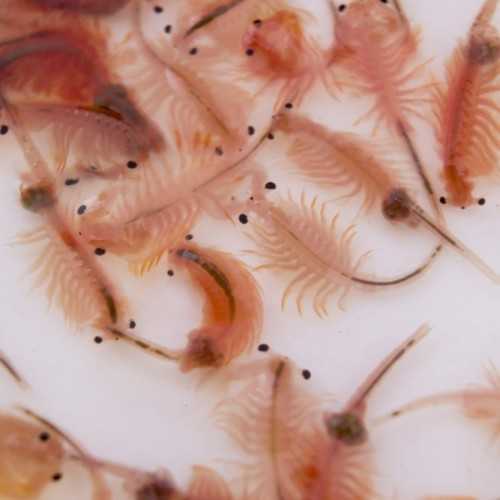 copy of Artemia 90ml Live Food for Fish Live Food