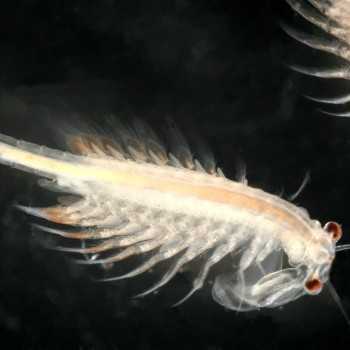 Artemia 90ml live food for live food fish 2