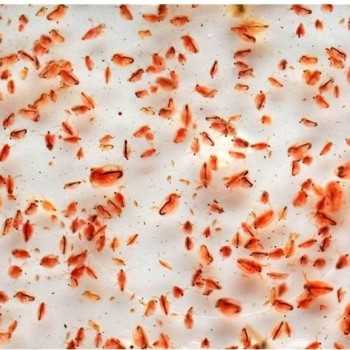 Daphnia 90ml de nourriture en direct pour les poissons...