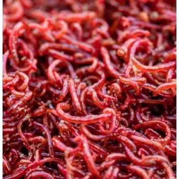 Chironomus S (Blood Worm / Red Mosquito) 90 ml Live Food...