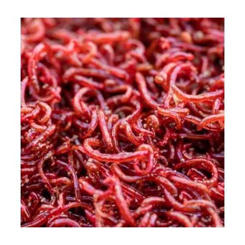 Chironomus S (Blood Worm / Red Mosquito) 90 ml...