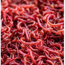 copy of Chironomus S (blood worm/red mosquito) 100 ml live food Live Food - Aquaflora