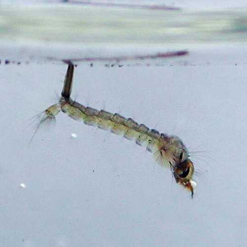 White Mosquito (glass worm / larve di zanzara)...