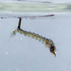 White Mosquito (Glass Worm / Mosquito Larvae) 90ml Live Fish Fish Food