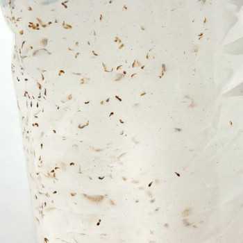 Copepodes 90ml live food for Live Food fish