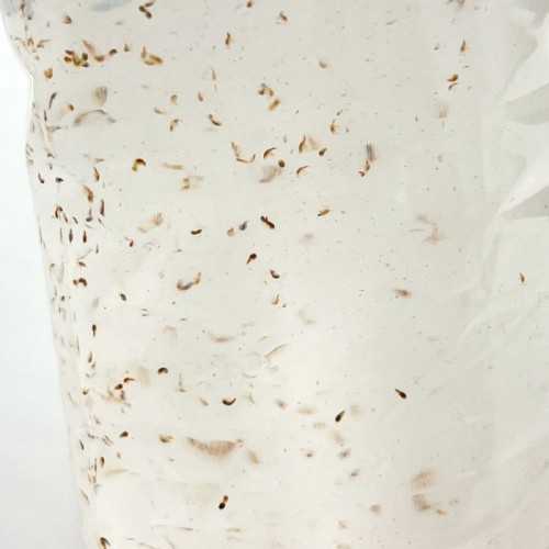 copy of Covers 90ml live food for fish Live Food