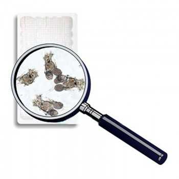 Copepodi 90ml cibo vivo per pesci Live Food 2